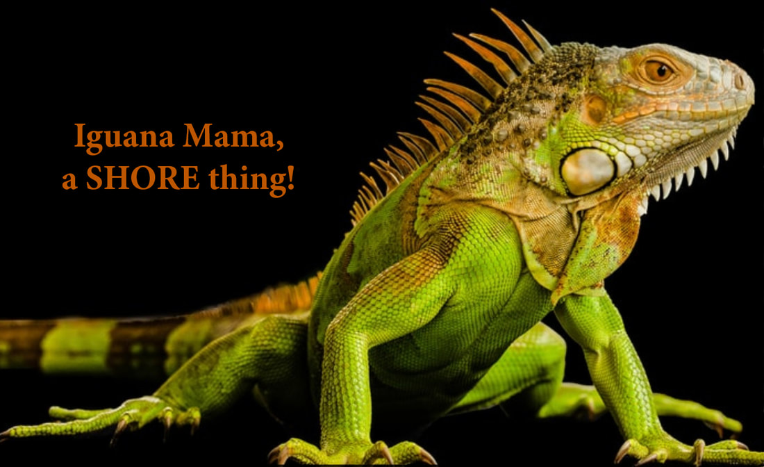 A phot of an iguana